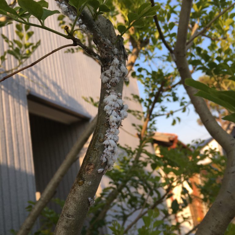 シマトネリコの枝に付く白い綿の正体は害虫のカイガラムシ！駆除方法は？ - まちゃぶろ！